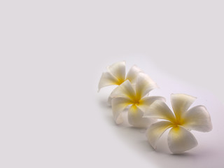 Close up  plumeria  flower