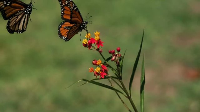 Two Monarch Butterflies Landing on Milkweed Super Slow Motion