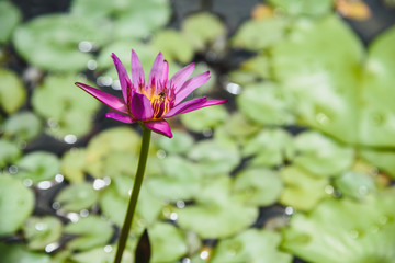 pink lotus flower