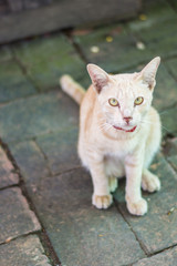 thai cat, animal and pet
