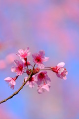 pink flower Backgrounds