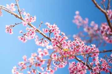 pink flower Backgrounds