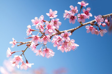 pink flower Backgrounds