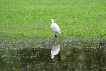 egret the animals living day.
