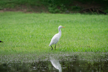egret the animals living day.