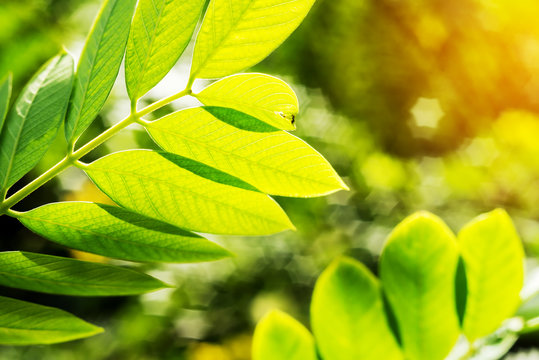 Vintage nature background