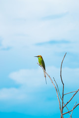 Blue-tailed bee-eater alone catch branch