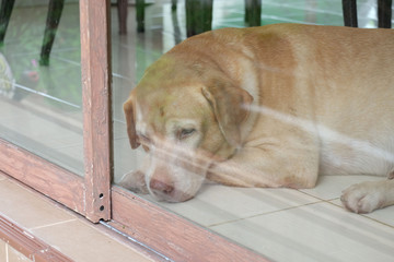 dog at the door