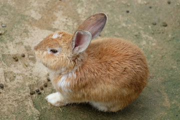 rabbit