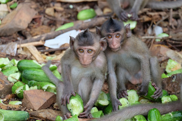 monkey