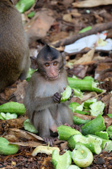 monkey eat cucumber