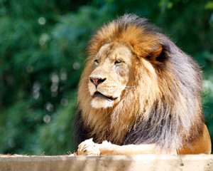 Male lion, King of the Jungle, seated in the sunlight