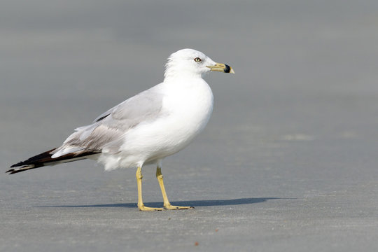 Close up of one seagull on the beach