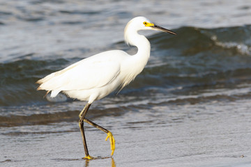 Snowy Egret walking on the beach, with the ocean waves in the background