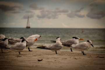 By the Beautiful Sea