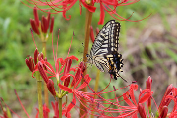 赤いヒガンバナの花の蜜を吸うアゲハチョウ