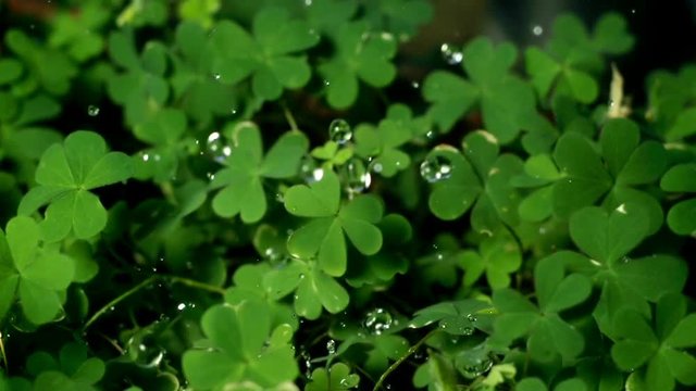 Clovers Being Watered Super Slow Motion