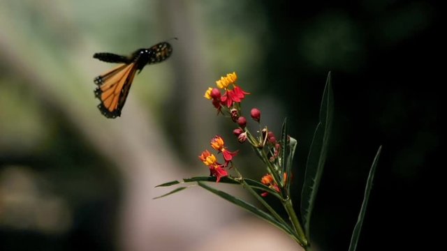 Monarch Butterfly Landing on Milkweed Super Slow Motion