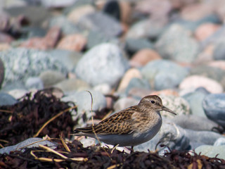 Bird on the beach