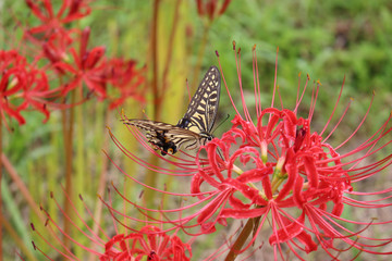 赤いヒガンバナの花の蜜を吸うアゲハチョウ