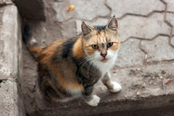 Ginger striped cat on the city pavement.