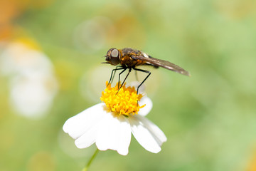 La mosca parada en la margarita blanca.