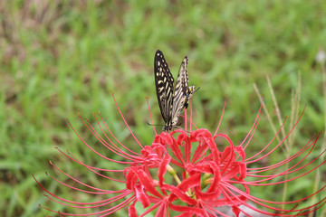 赤いヒガンバナの花の蜜を吸うアゲハチョウ