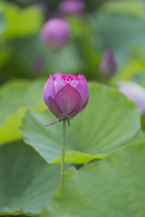 蓮の花