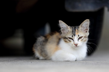 Portrait of Kitty Cat Resting 