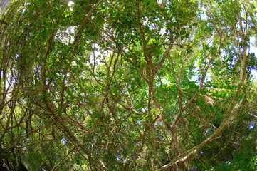 Obraz premium ガジュマロ 