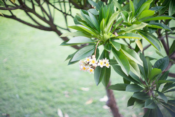 Naklejka na ściany i meble White Plumeria or frangipani. Sweet scent from white Plumeria fl
