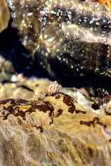 Reef Art -Image copyright Ann Bagnall 2016 All Rights Reserved