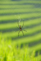 spider in paddy 