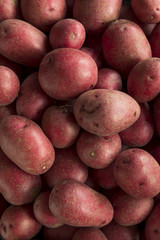 Raw Organic Red Potatoes