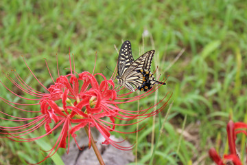 赤いヒガンバナの花の蜜を吸うアゲハチョウ