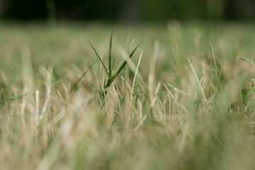 Grass