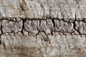 Cracked Tree Bark texture.