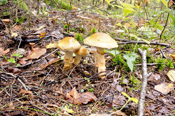 Toadstool in forest