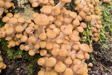 Honey fungus forest