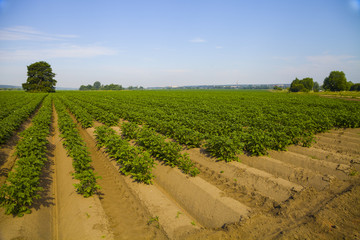 Fototapeta na wymiar Potato field on a sunny summer day