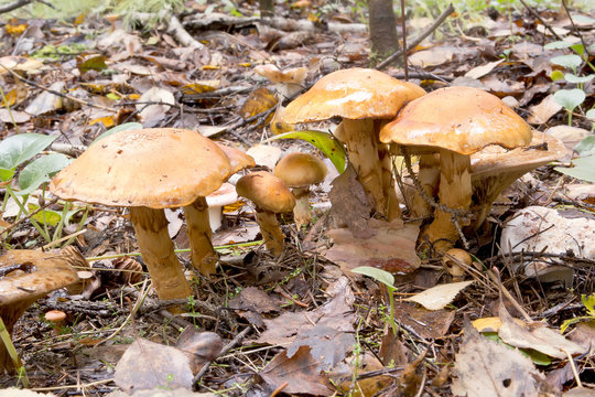 Toadstool in forest