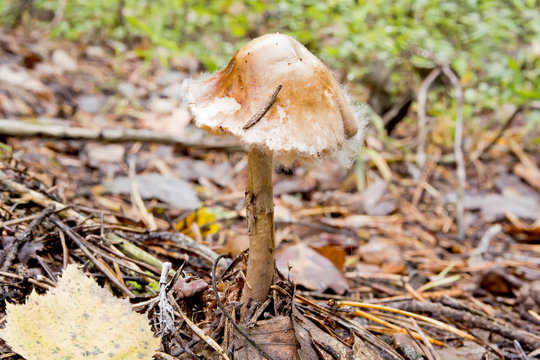 Toadstool in forest