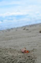Lonely crab