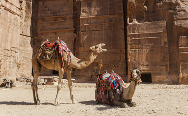 Camels near Royal tombs. Petra. Jordan.