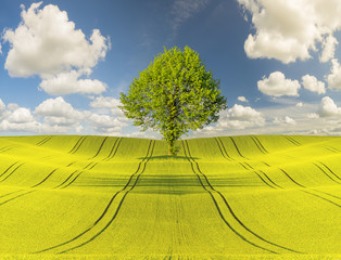 młode,zielone drzewko na zielonym,wiosennym polu © Mike Mareen