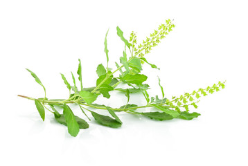 Basil flower, stalk and leaves isolated on a white