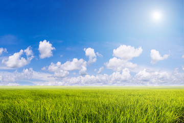 Rice field green grass with blue sky cloud cloudy in thailand, l
