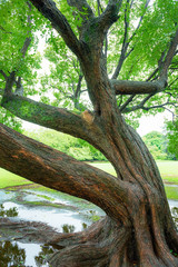 雨上がりの木, エコロジー