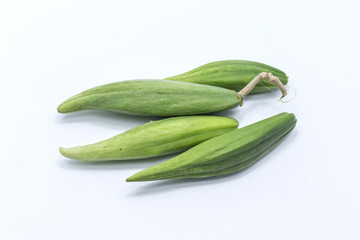 Cowslip creeper isolated