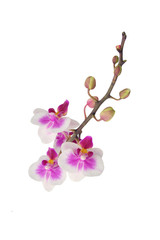 Naklejka na ściany i meble orchid flowers isolated on white